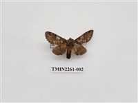 藏品(黑脈紋舟蛾)的圖片